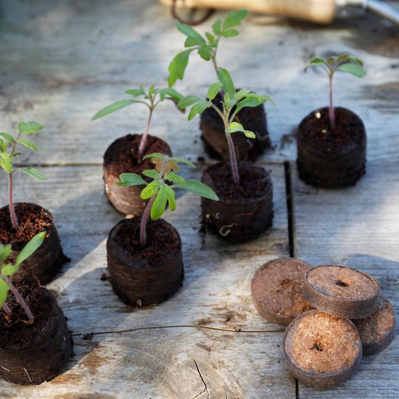 Compost Discs Peat Free with seedlings