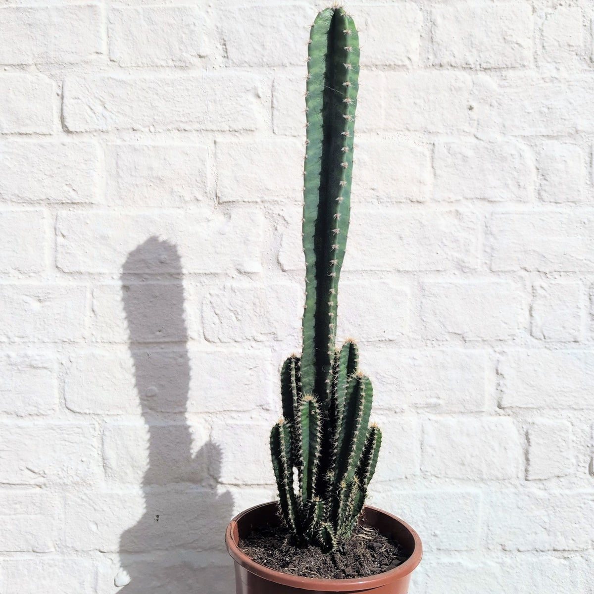 Cereus Peruvianus 'Florida'