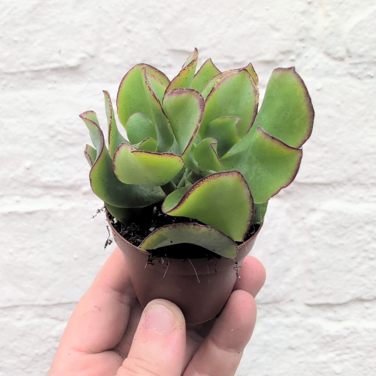 Crassula arborescens undulatifolia 'Ripple Jade'