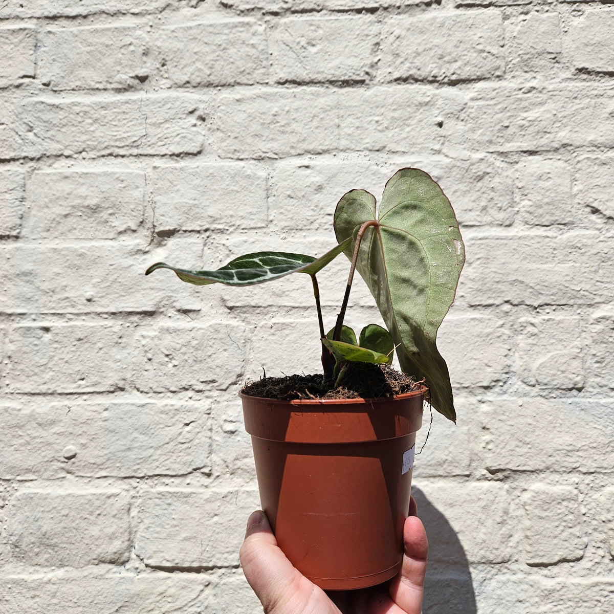 Anthurium crystallinum (Crystal Anthurium)