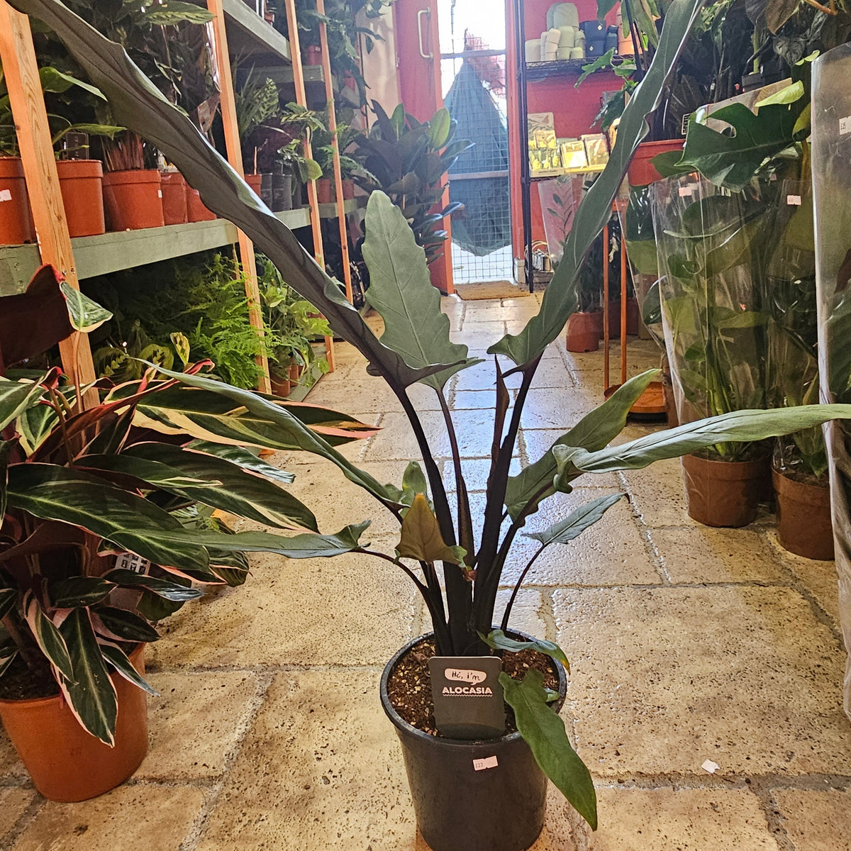 Alocasia lauterbachiana