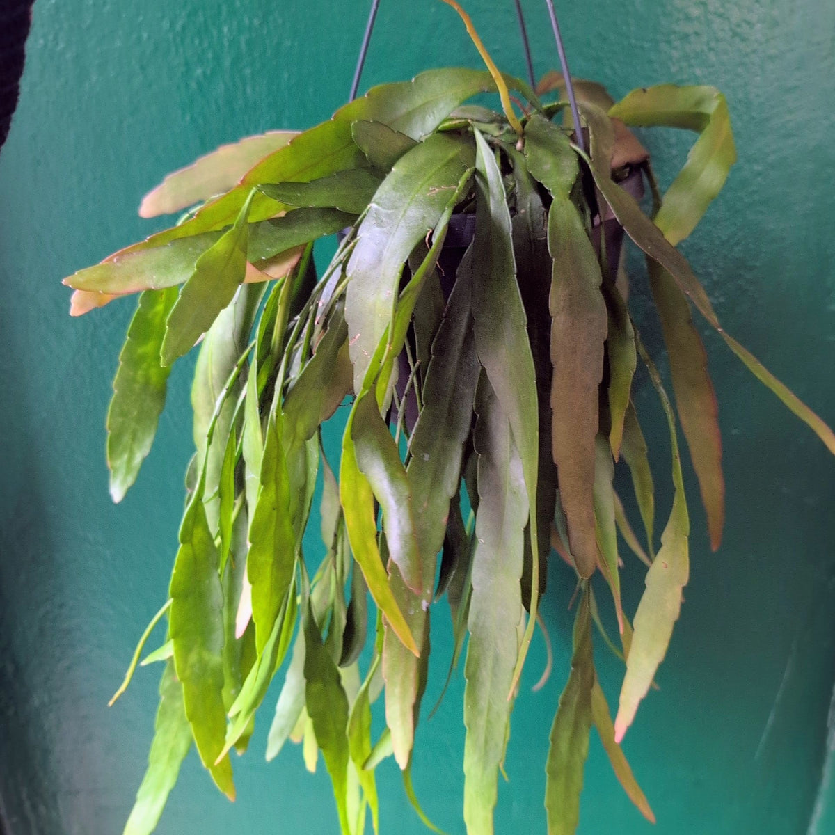 Rhipsalis Ramulosa Houseplant - Red Coral Cactus Plant