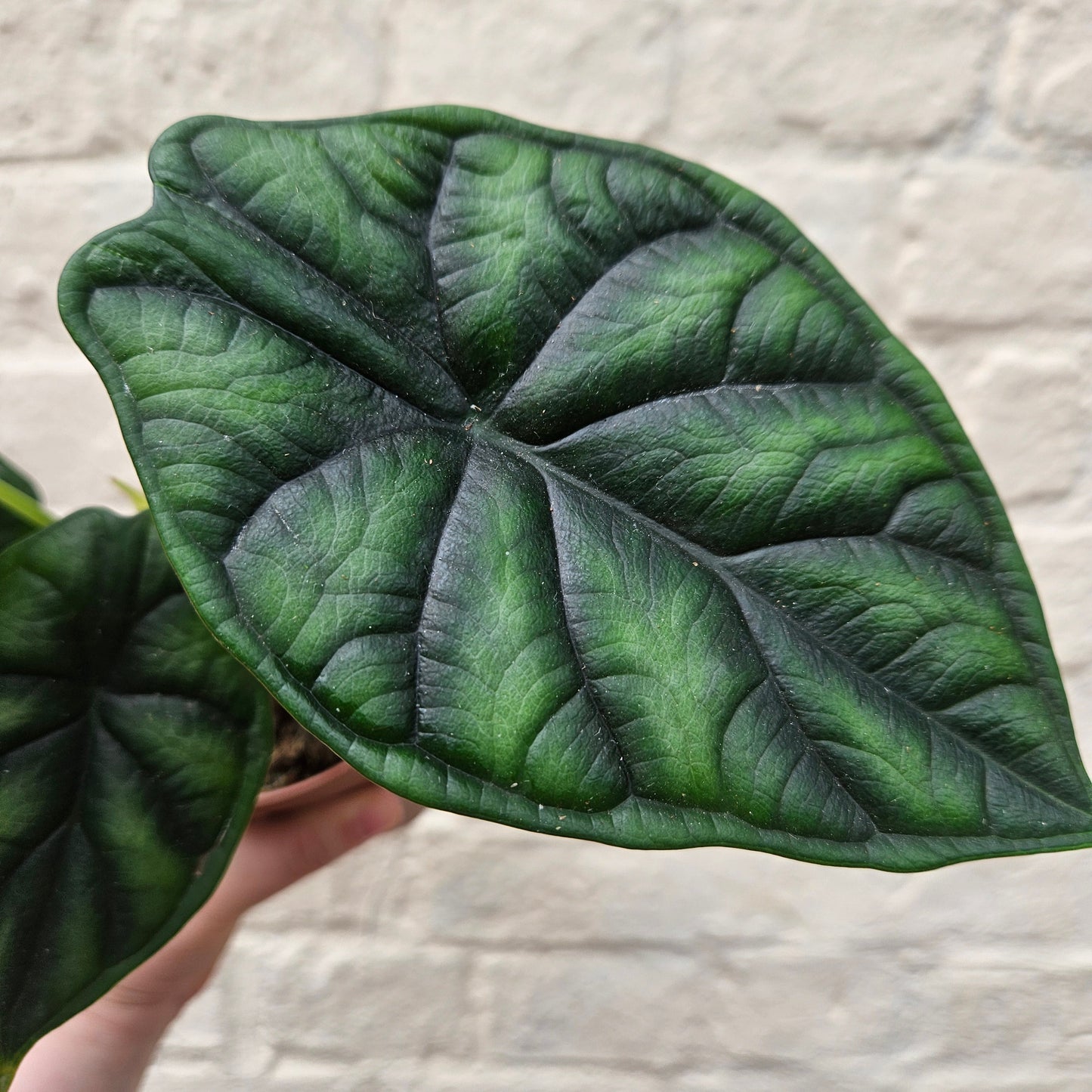 Alocasia baginda 'Dragon Scale'