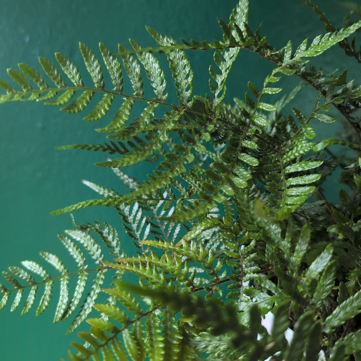 Dryopteris affinis (Golden Shield Fern)