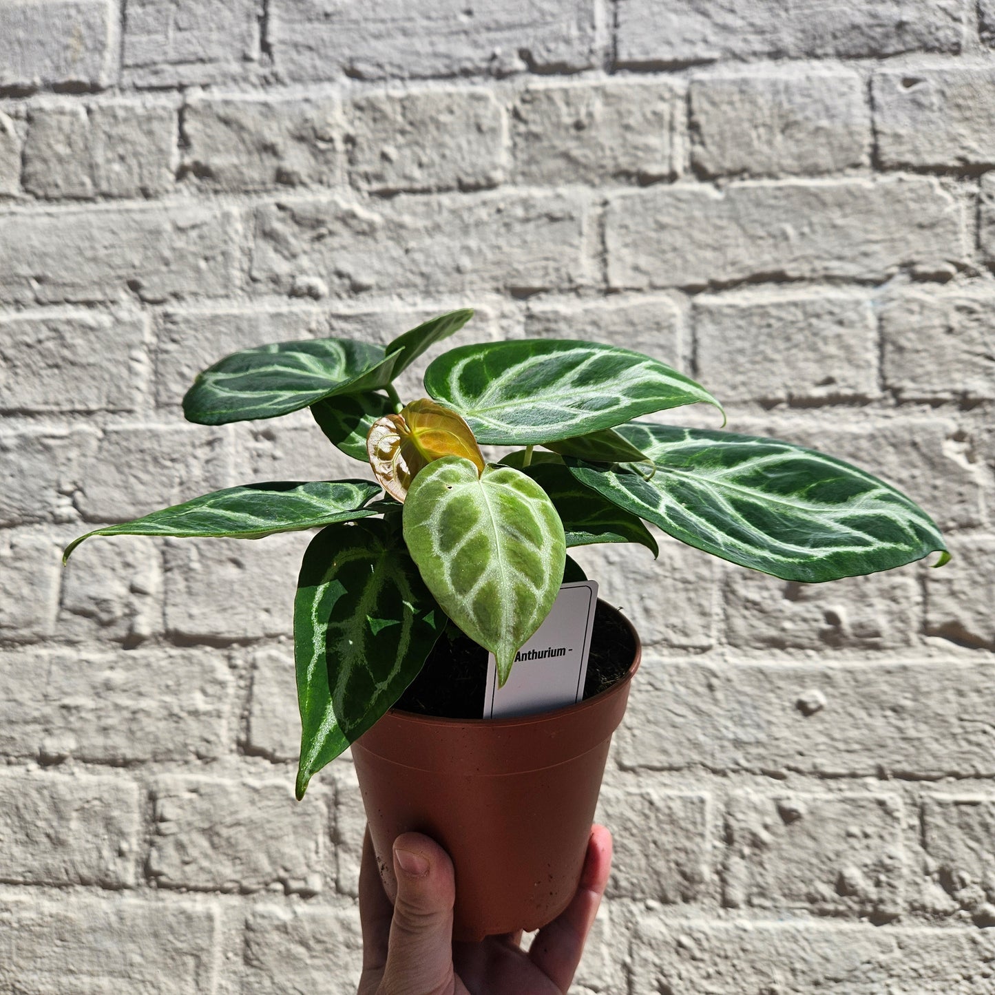 Anthurium crystallinum 'Silver Blush' (Crystal Anthurium)