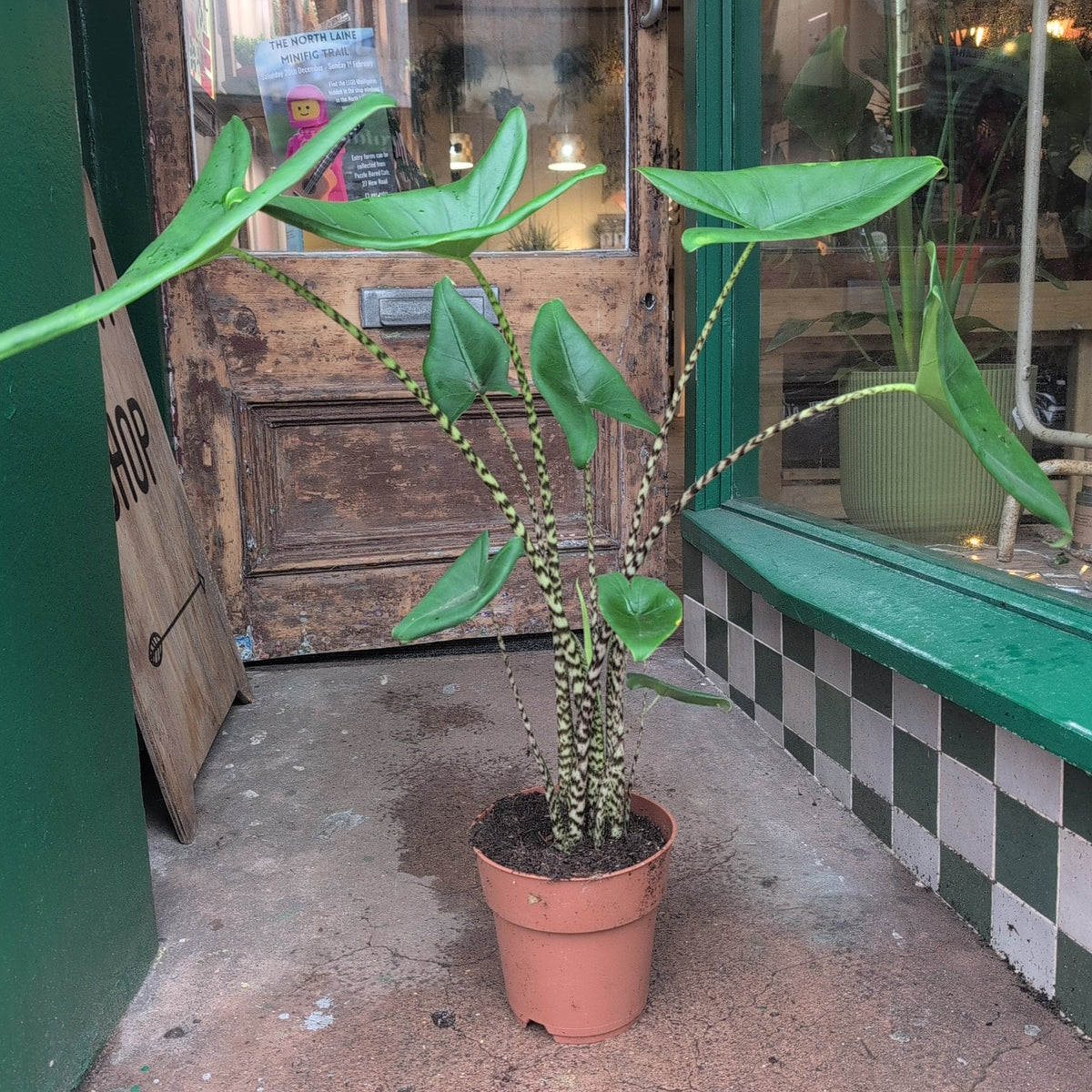 Alocasia zebrina