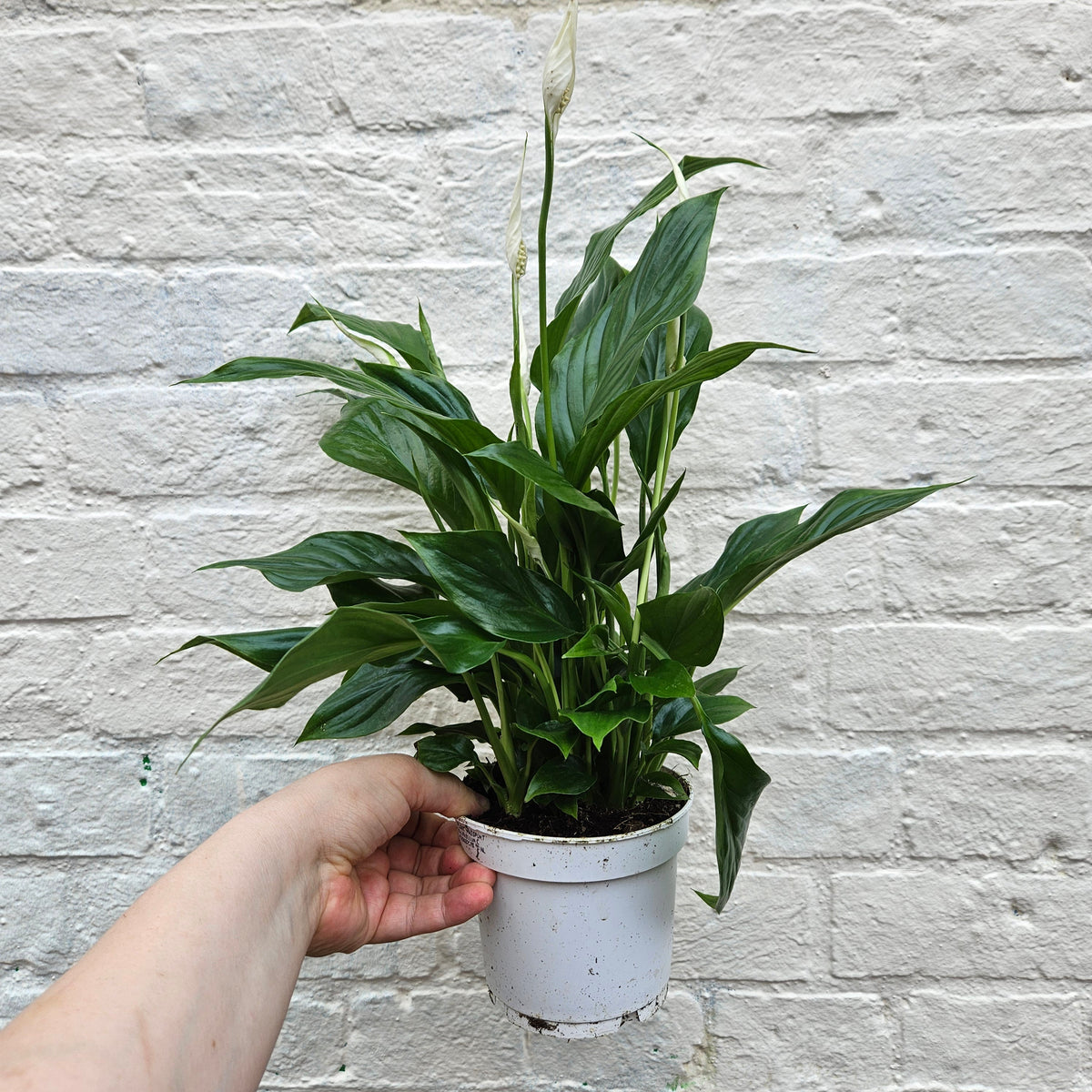 Spathiphyllum 'Bellini' Houseplant - Peace Lily Plant
