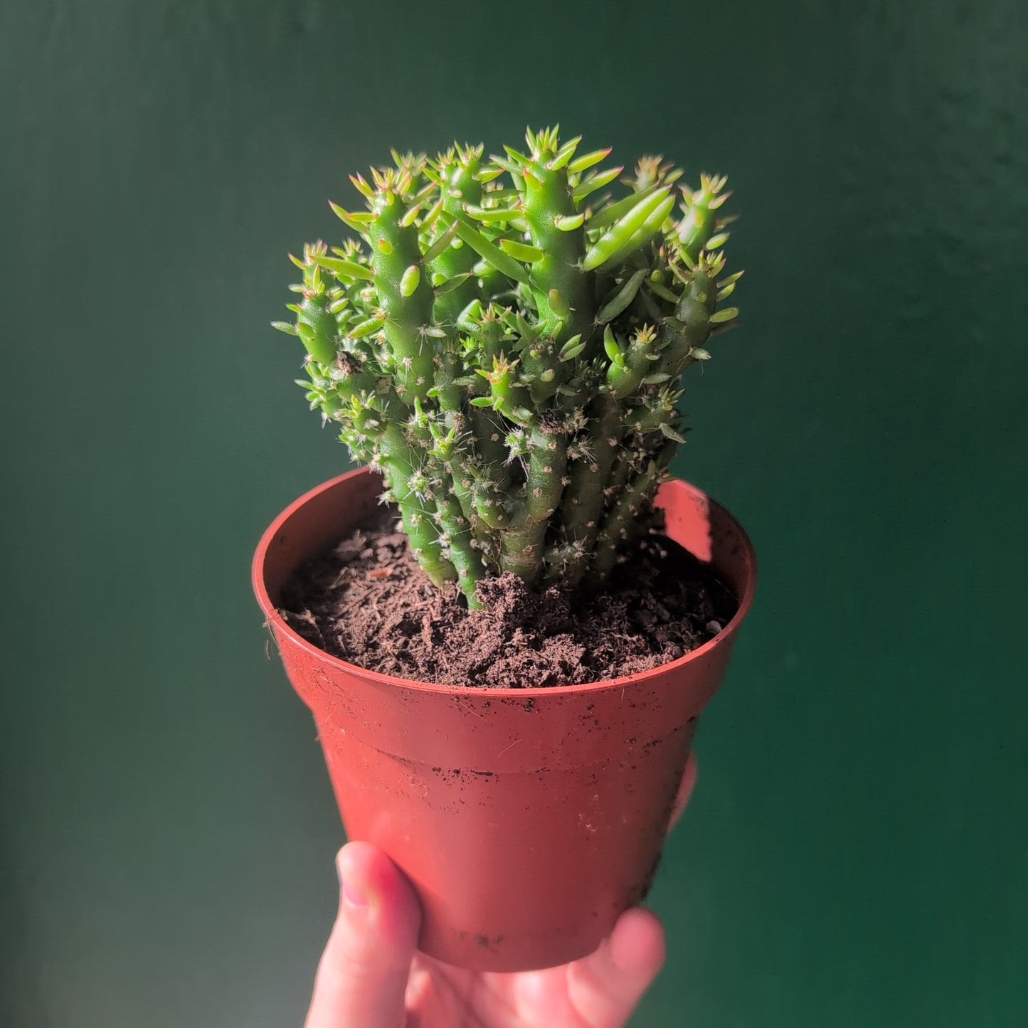 Austrocylindropuntia subulata (Eves Pin Cactus)