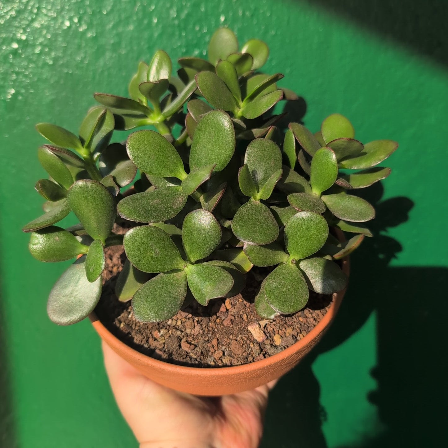 Crassula ovata 'Minor' (Jade plant)