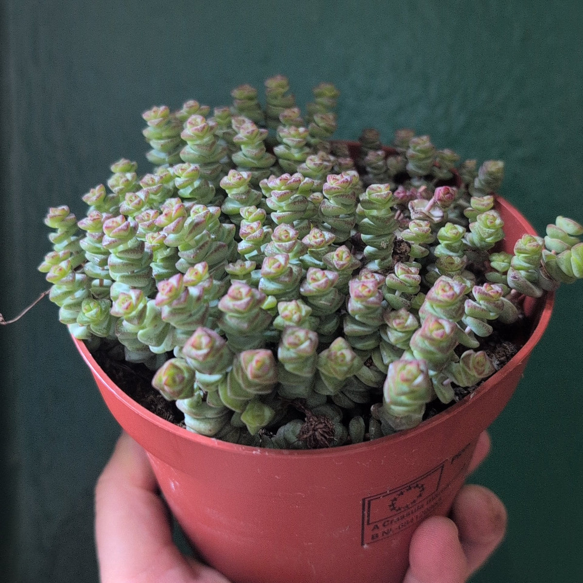Crassula marnieriana (Jade Necklace)