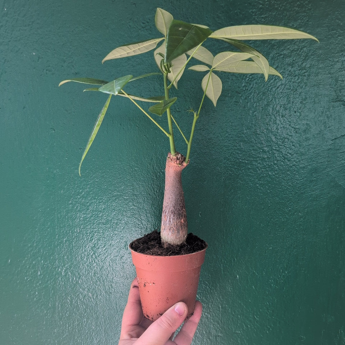Pachira Aquatica Money Tree Houseplant - Guiana Chestnut
