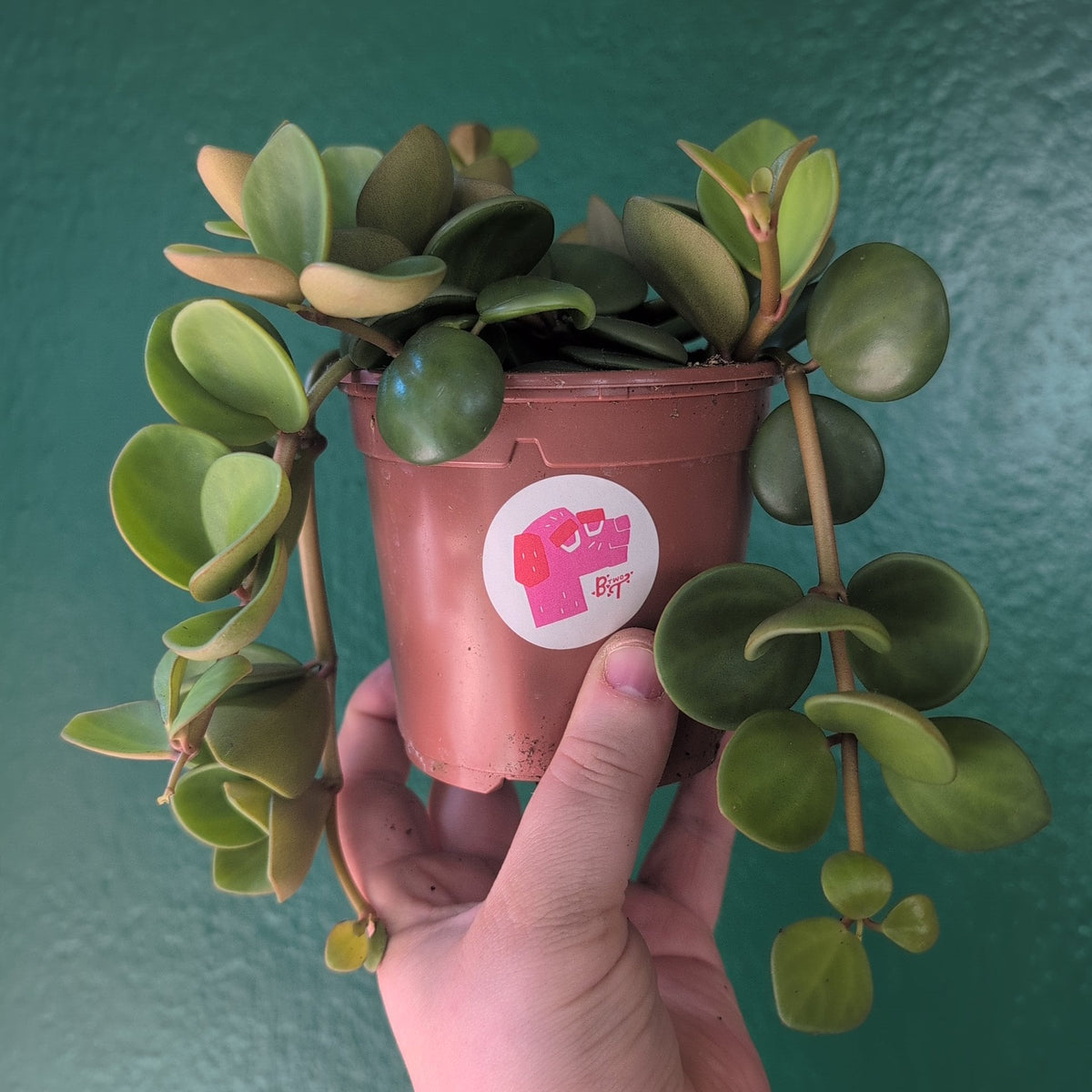 Peperomia Hope Plant - Peperomia Tetraphylla Houseplant