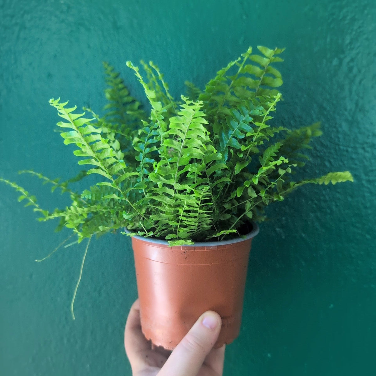 Boston Fern Houseplant - Nephrolepis Exaltata Plant