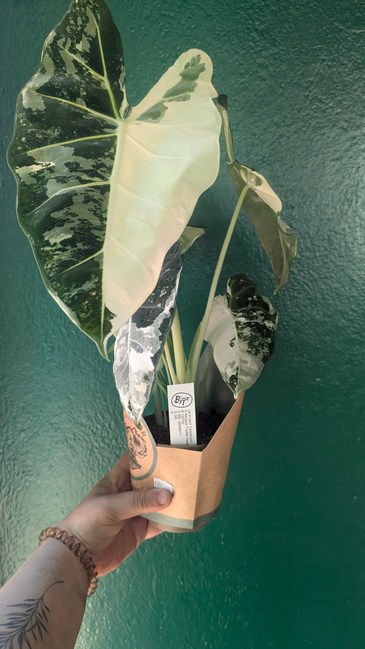 Alocasia micholitziana 'Frydek variegata'