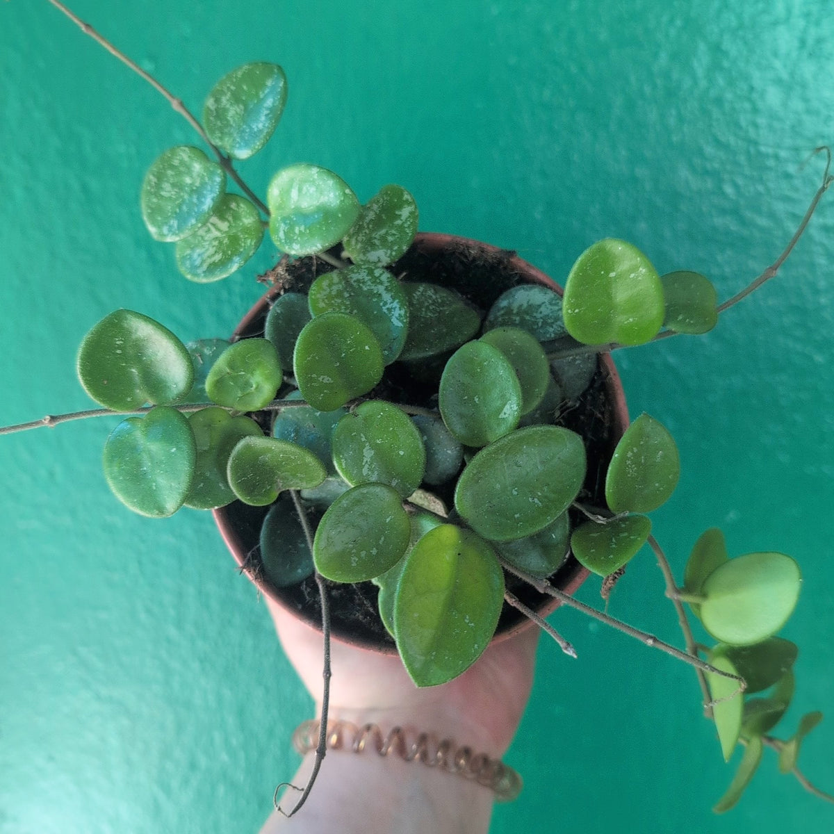 Hoya Mathilde splash Houseplant