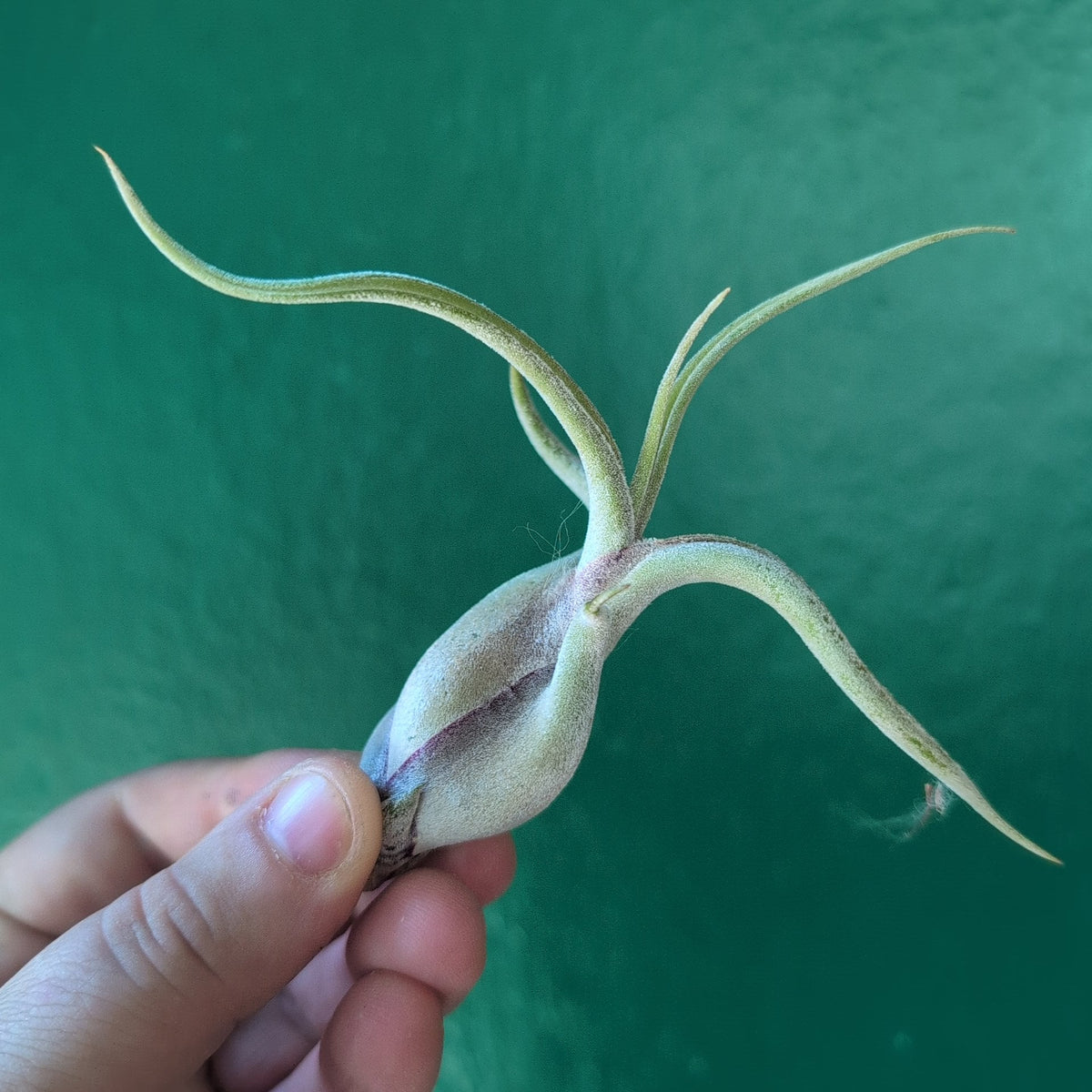 Tillandsia Caput Medusae (Air Plant)
