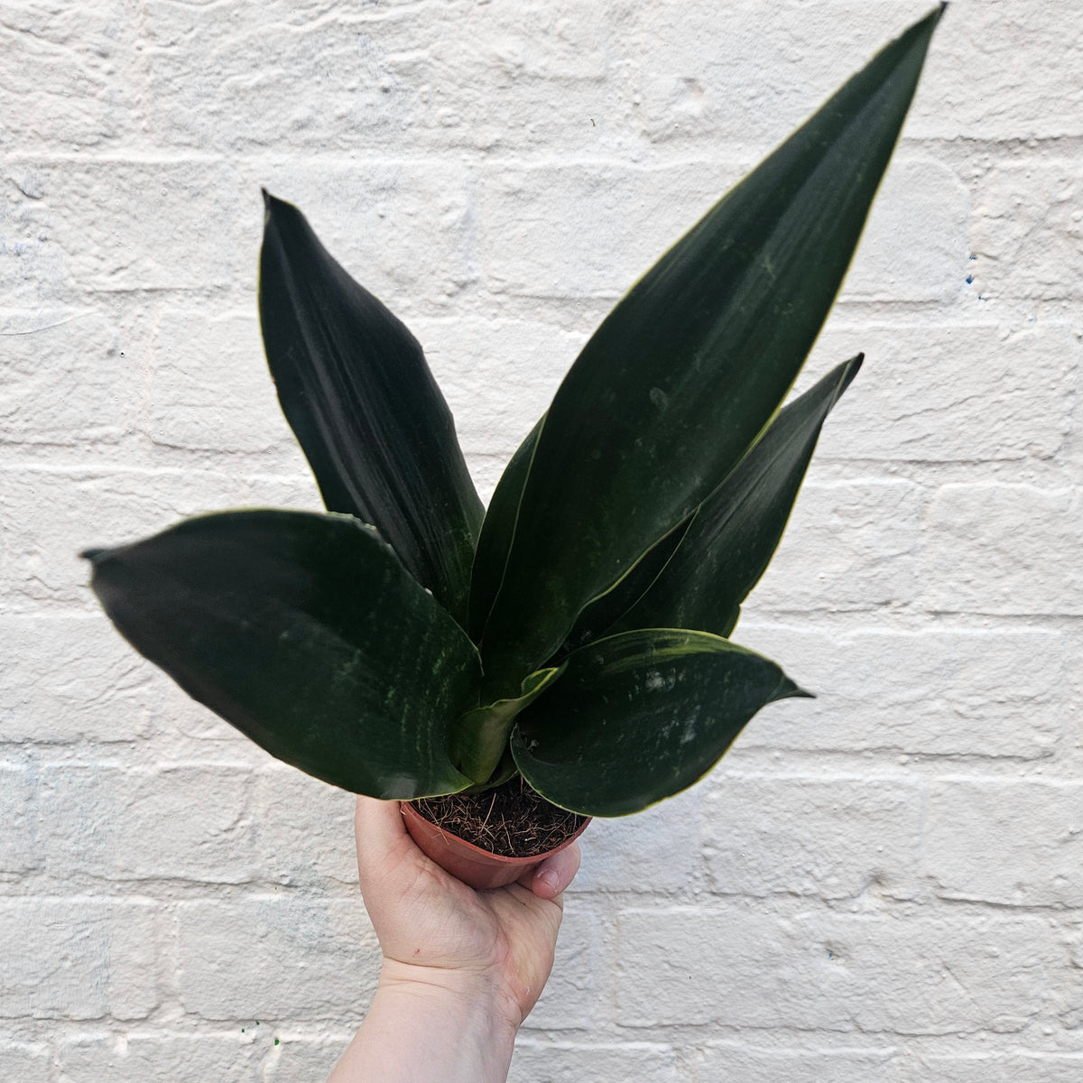 Sansevieria trifasciata 'Black Diamond' (Snake Plant)