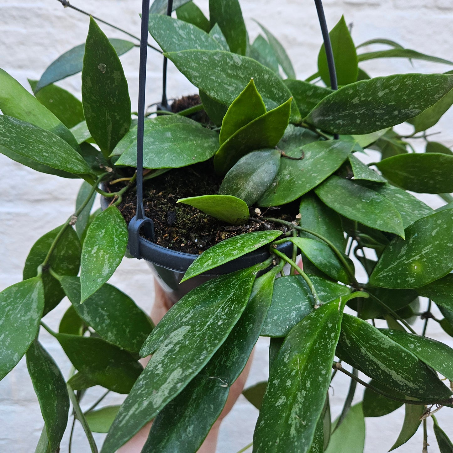 Hoya carnosa 'Gracilis'