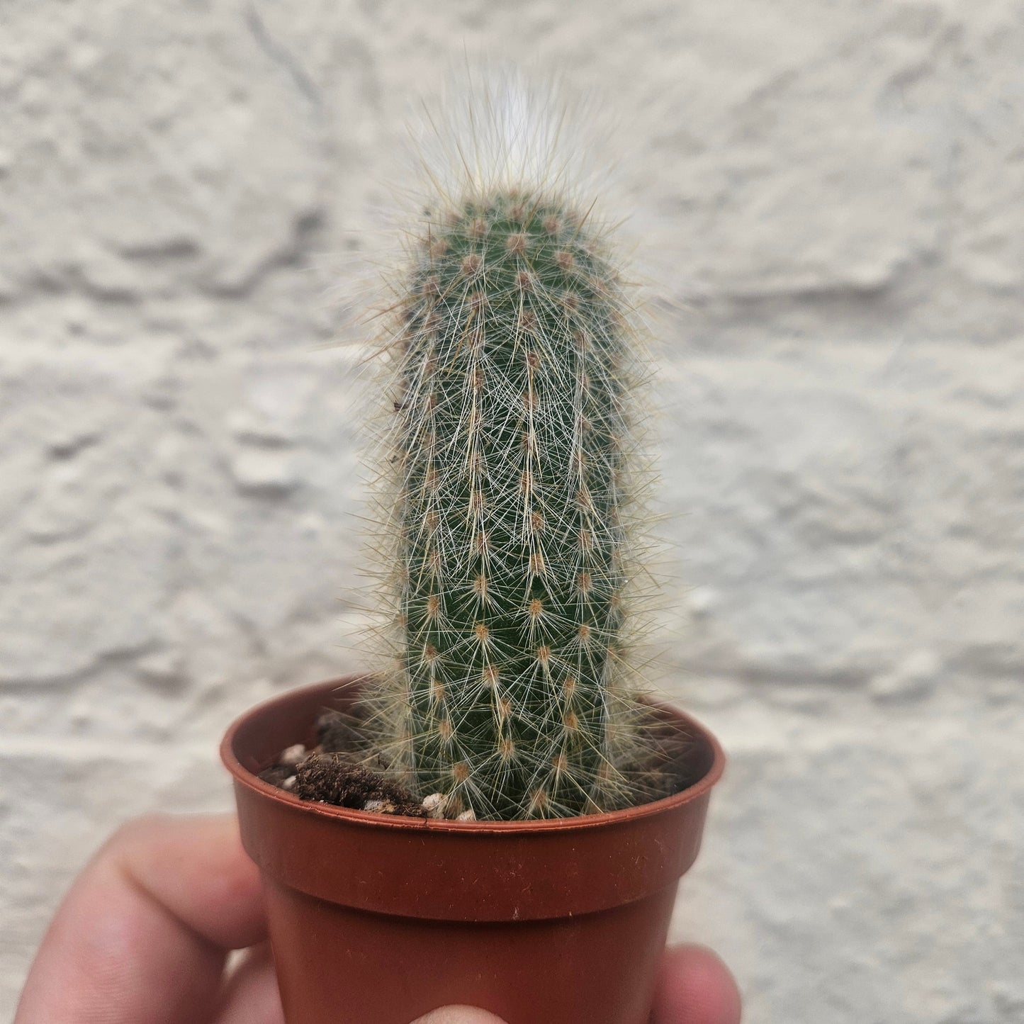 Cleistocactus strausii (Wooly torch Cactus)
