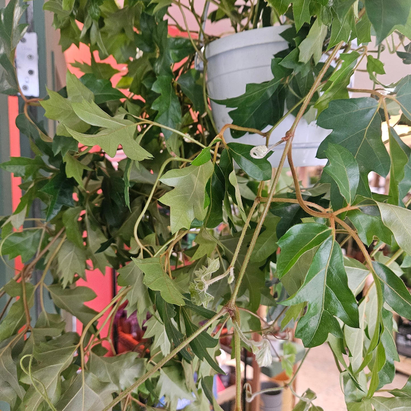 Cissus rhombifolia 'Ellen Danica' (Grape Ivy)