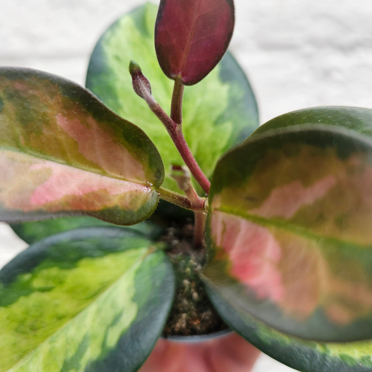 Hoya carnosa 'Tricolour'