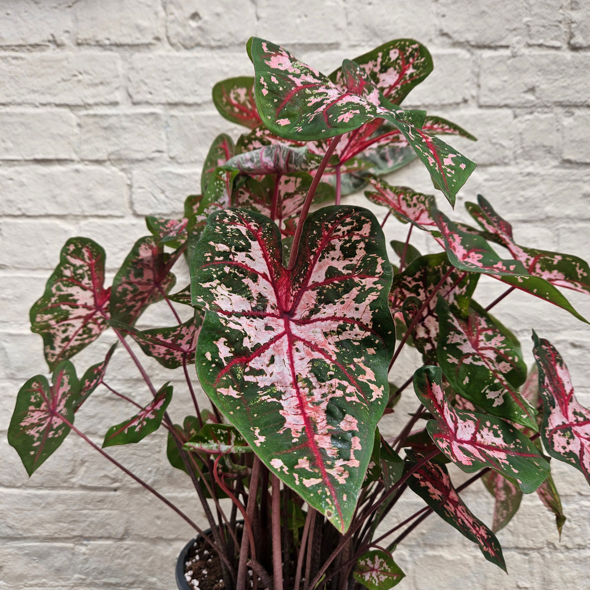 Caladium Houseplant Varieties - Elephant Ear Angel & Wings