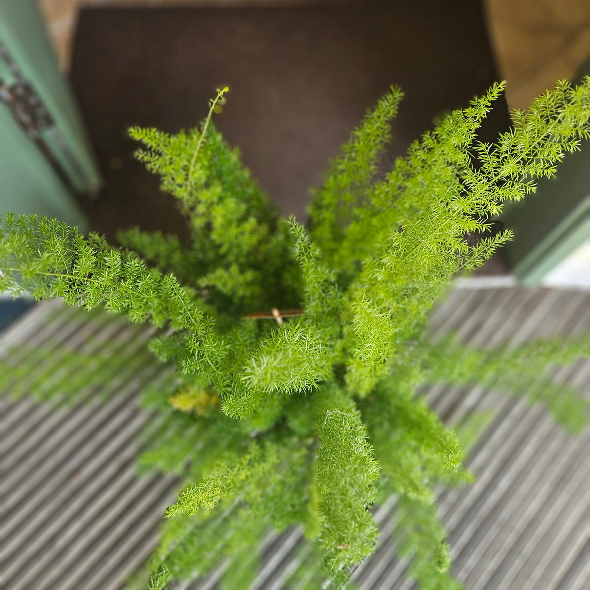 Asparagus densiflorus ‘Myersii’ (Foxtail Fern)