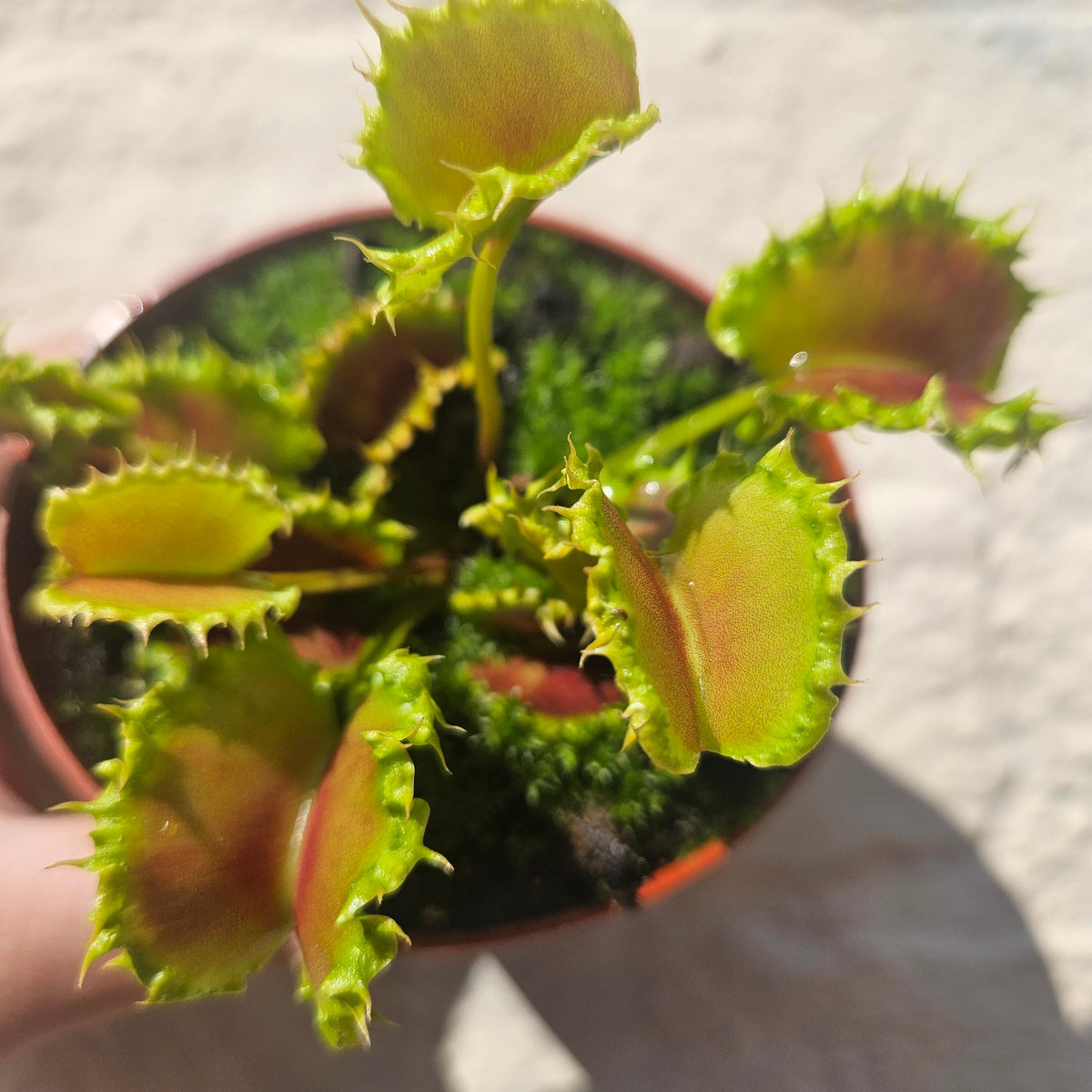 Dionaea muscipula 'Zipp' (Venus Flytrap Zipp)