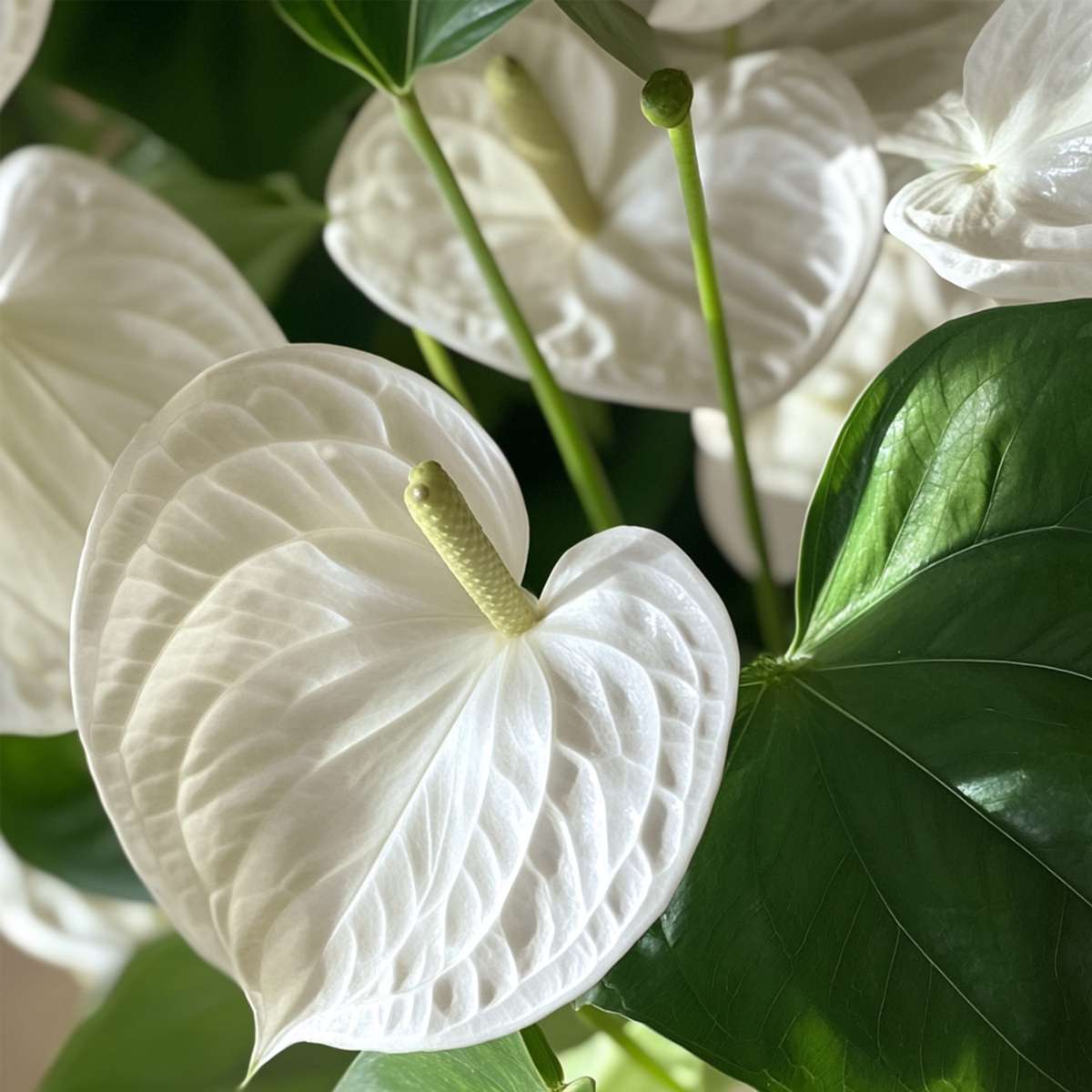 Anthurium 'Alaska White' Laceleaf Plant - Height 55-70cm