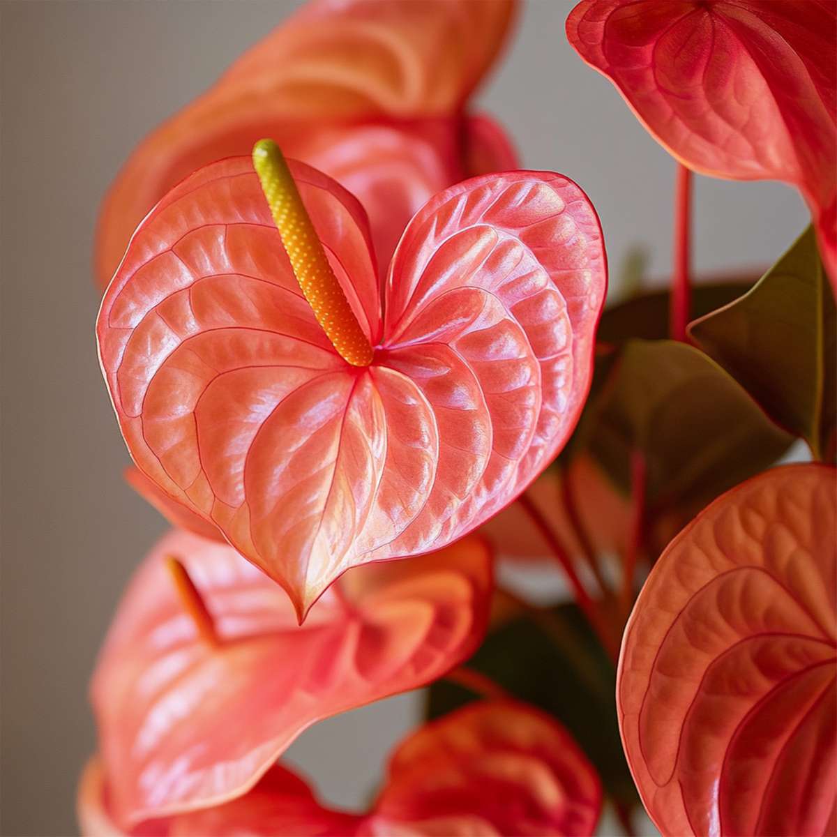 Anthurium Madural Orange Laceleaf Houseplant - Height 55-70cm