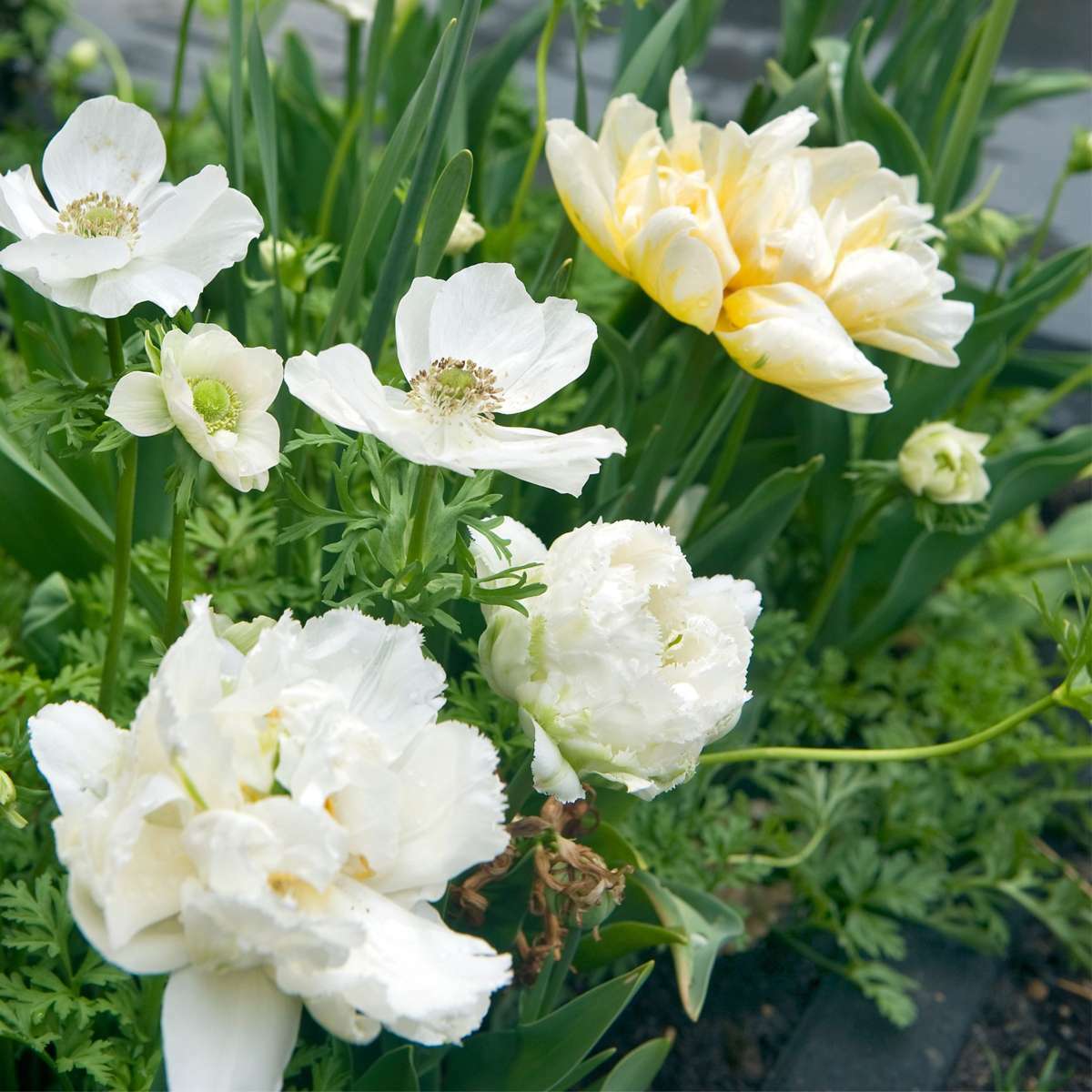 1913510_Closeup_02_SQ_9297bcde-2c1e-4323-ae4a-f54a6095ee50