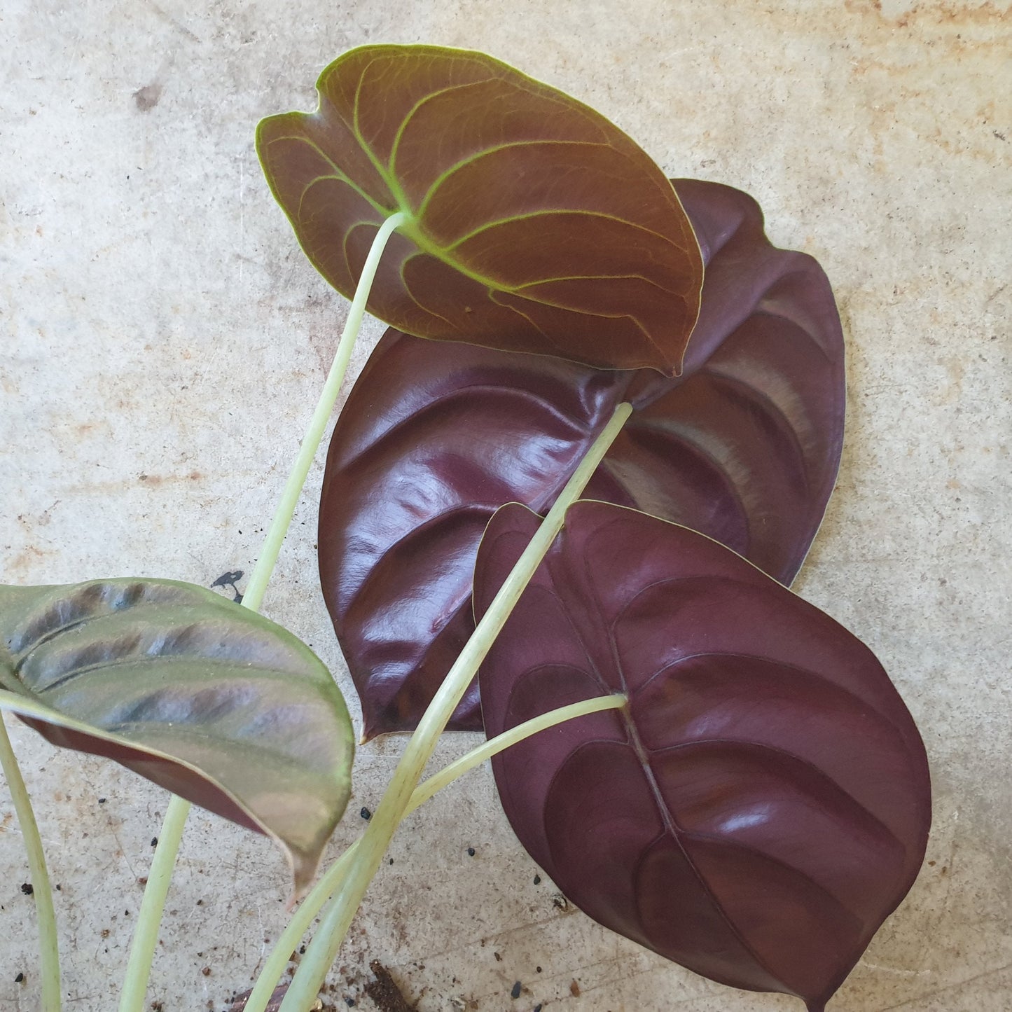 Alocasia cuprea 'Red secret'