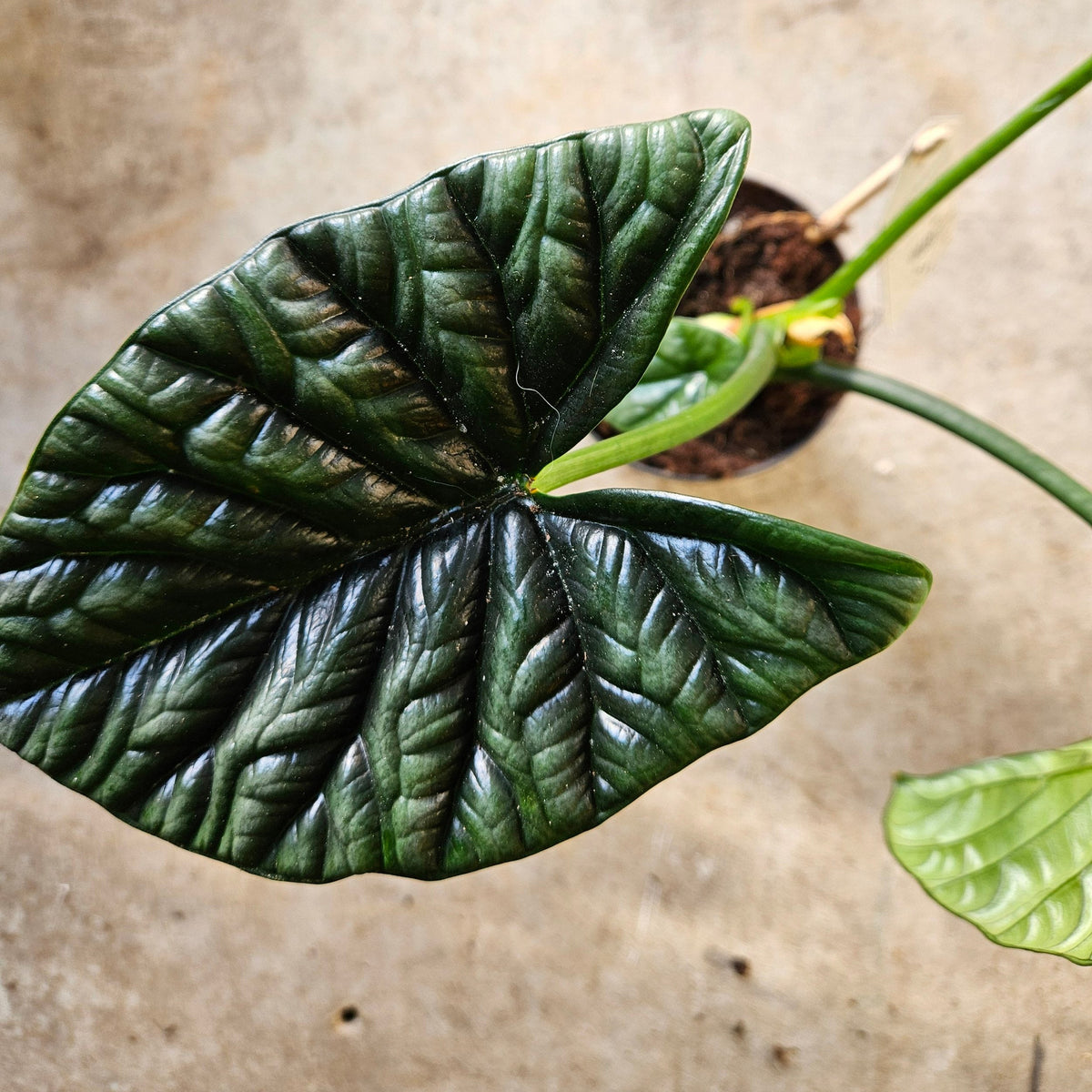 Alocasia Sinuata 'Quilted Dreams'