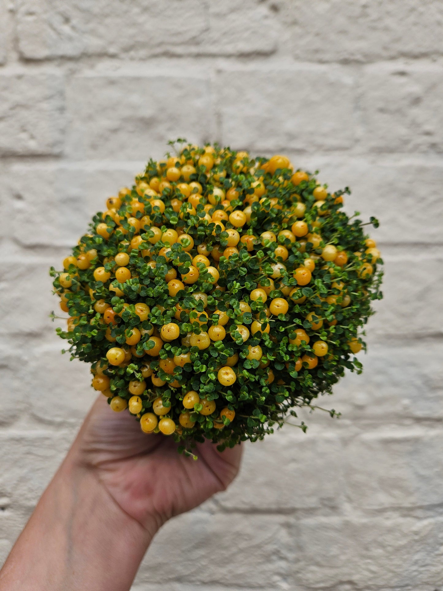 Nertera granadensis (Coral Bead Plant)