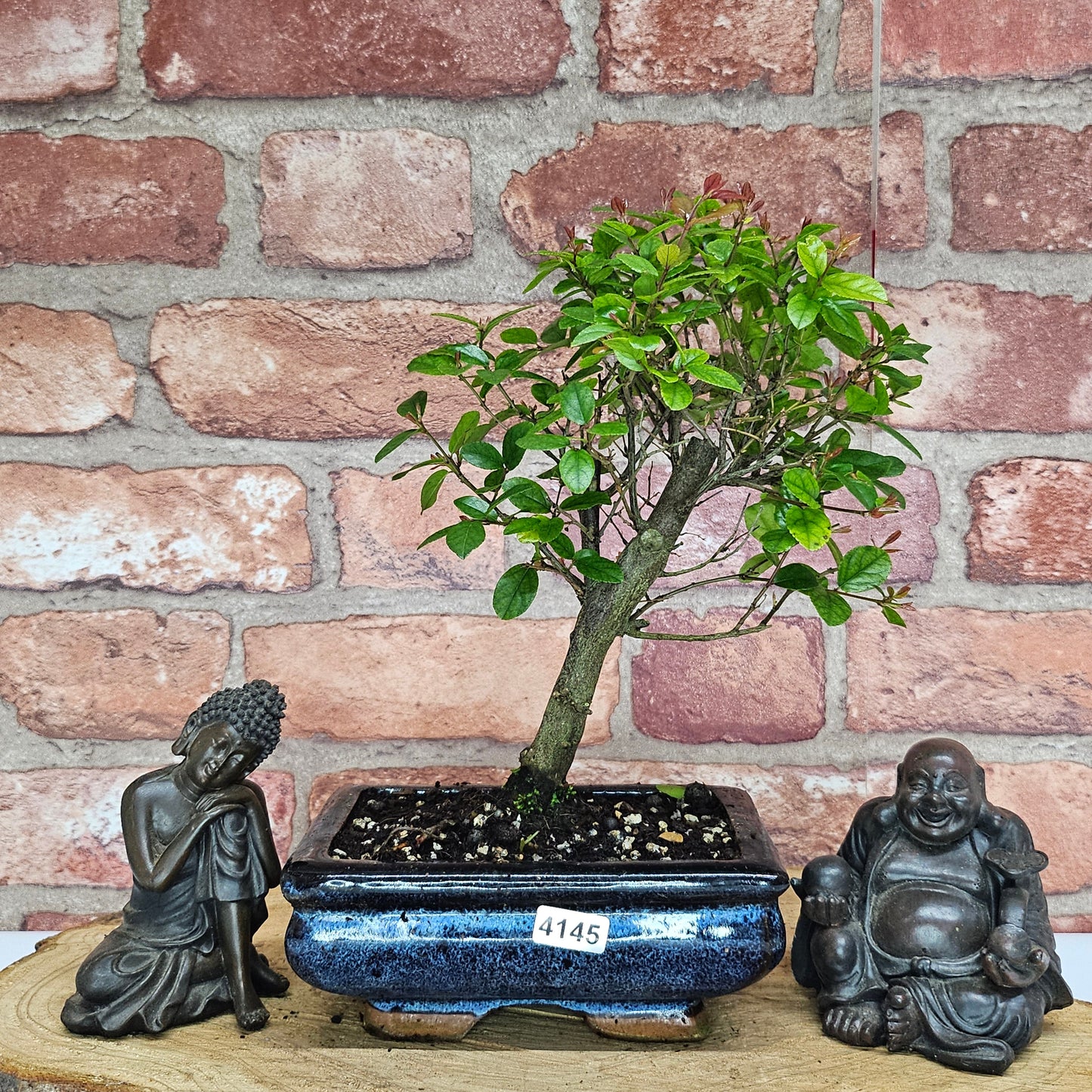 Bird Plum Bonsai Tree - Sagaretia Bonsai Plant in 15cm Pot