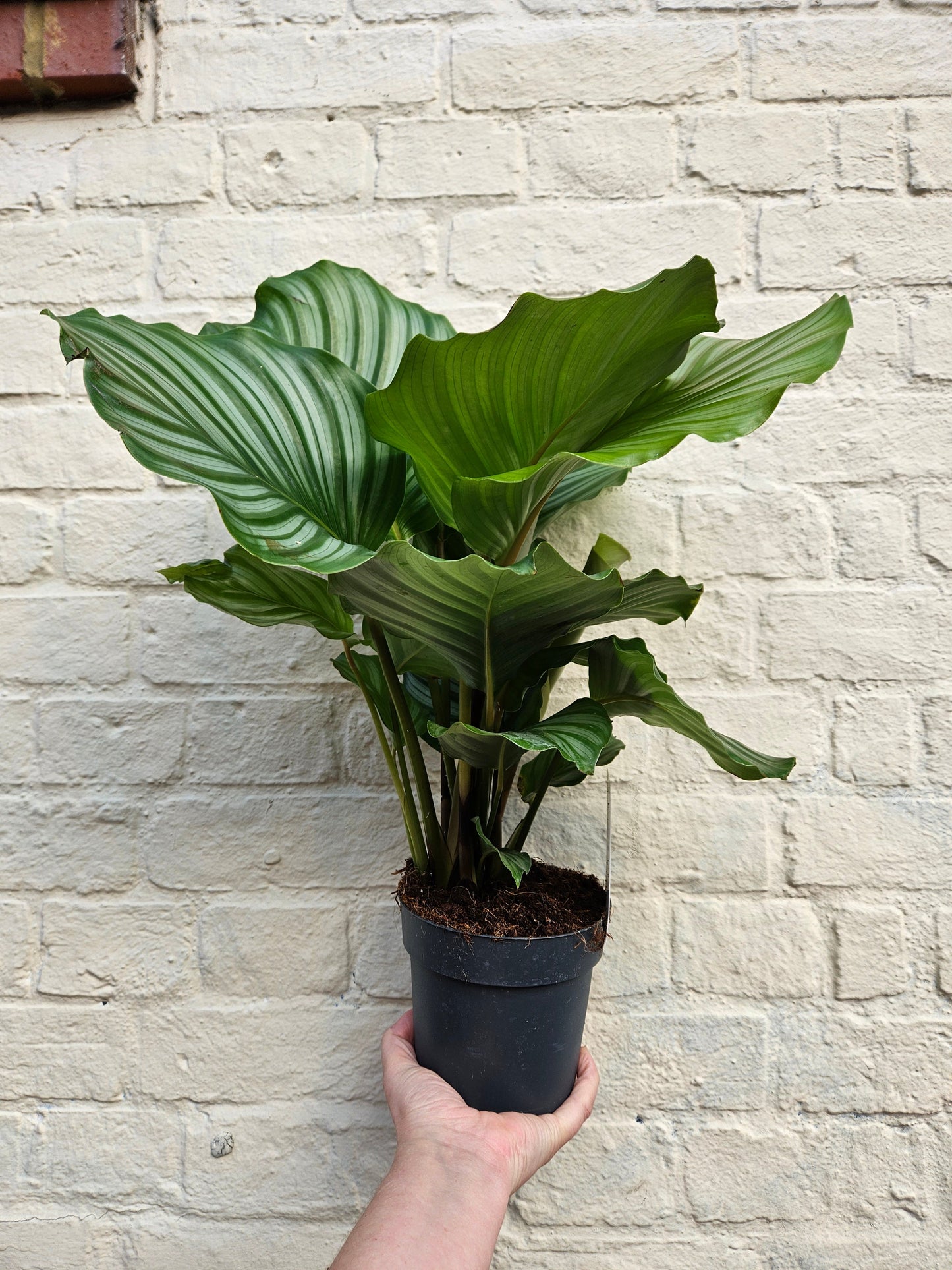 Calathea orbifolia (Prayer Plant)