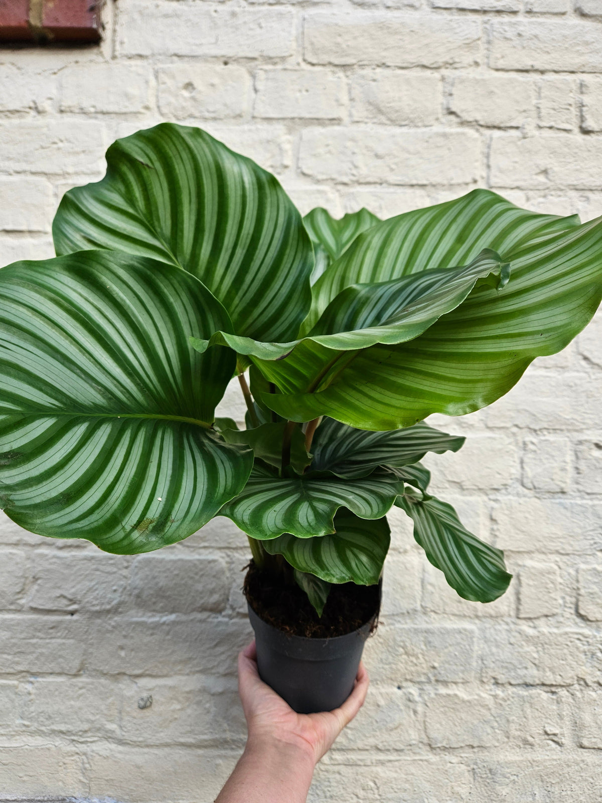 Calathea Orbifolia Houseplant - Goeppertia Orbifolia Prayer Plant