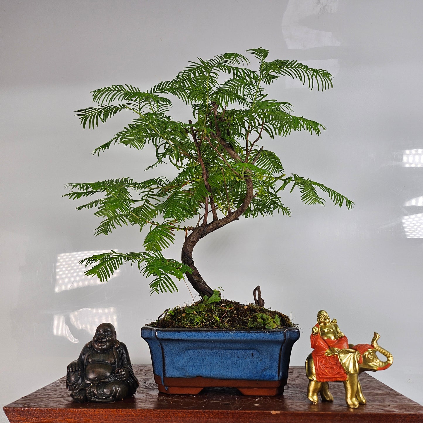 Dawn Redwood (Metasequoia) Bonsai Tree | Shaped | In 15cm Pot