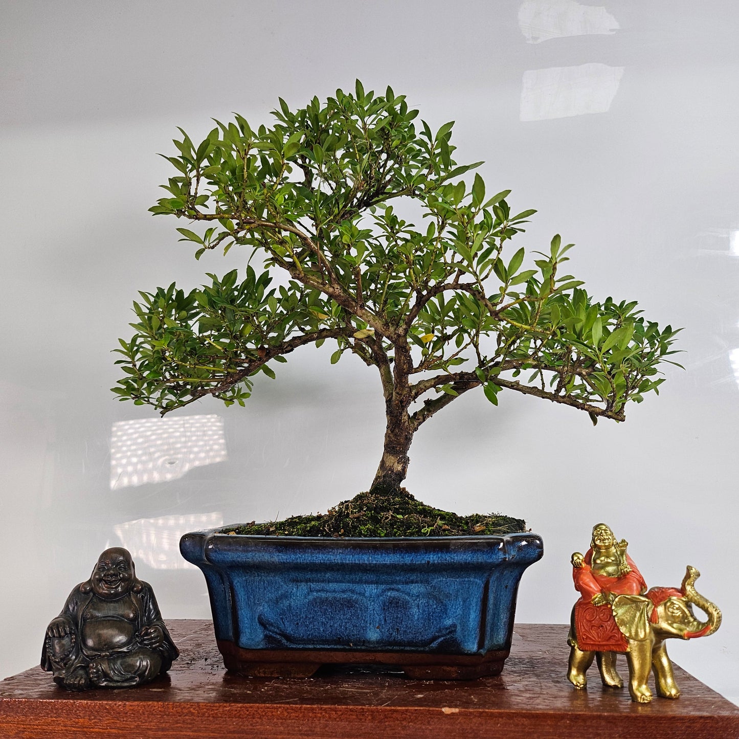 Japanese Holly (Ilex Crenata) Bonsai Tree | Shaped | In 25cm Pot