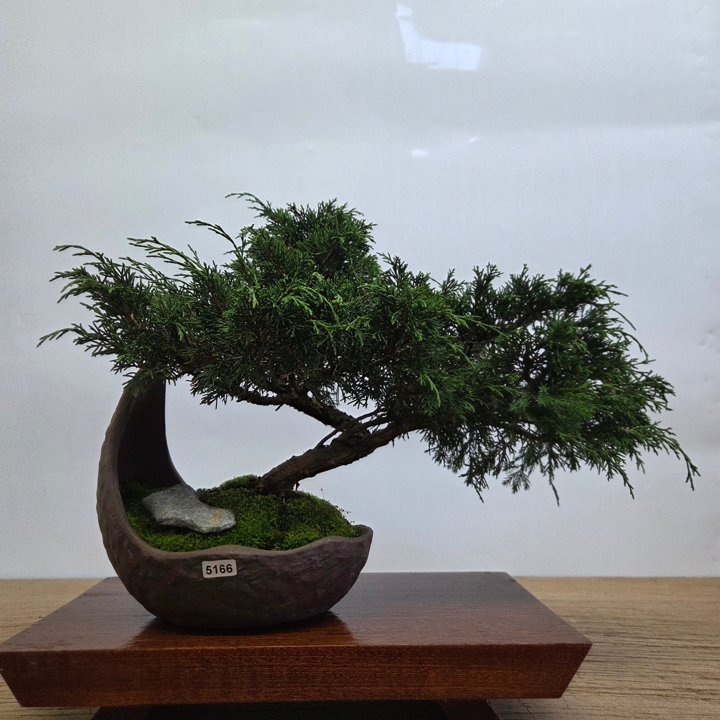 Chinese Juniper (Juniperus Chinensis) Bonsai Tree | Cascading | In 20cm Half Moon Pot