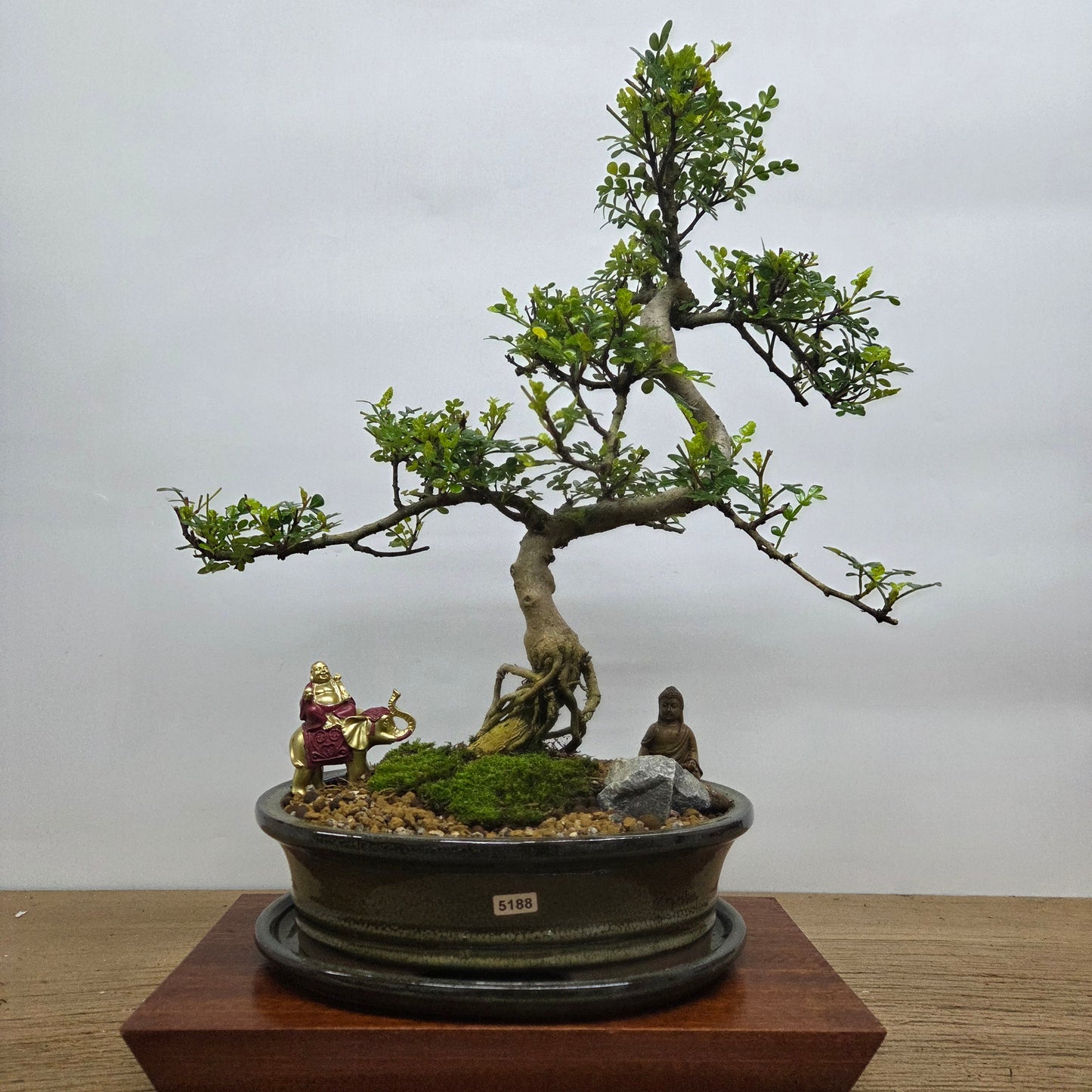 Chinese Pepper (Zanthoxylum Pipertum) Premium Bonsai Tree Bundle | Shaped | In 26cm Pot