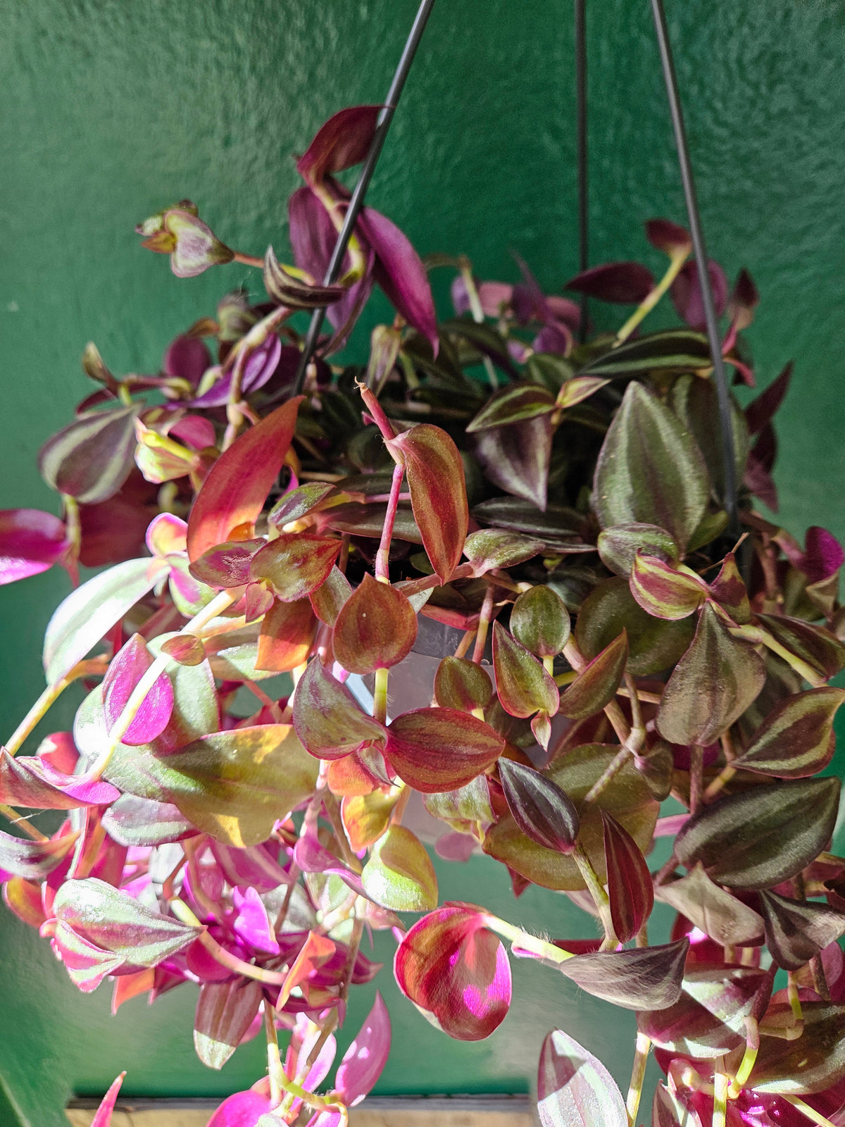 Tradescantia Purpusii Trailing Houseplant - Inch Plant