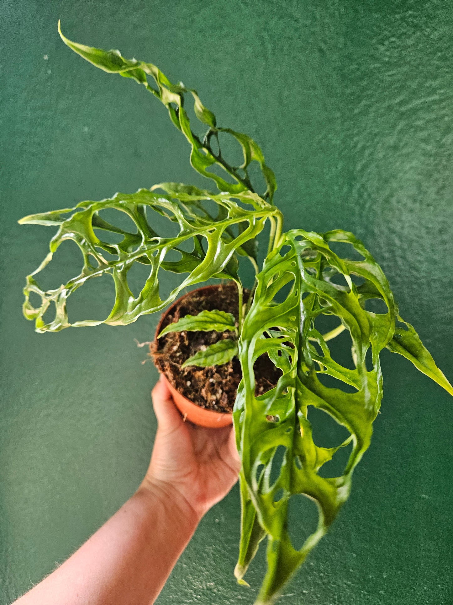 Monstera obliqua 'Peru' (Swiss Cheese Vine)
