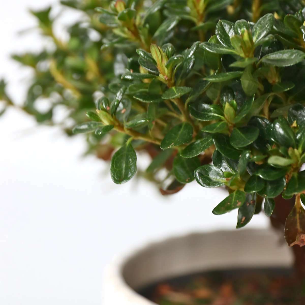 2120002_Closeup_01_SQ_93f4d54e-e436-4d68-812e-37288034c073