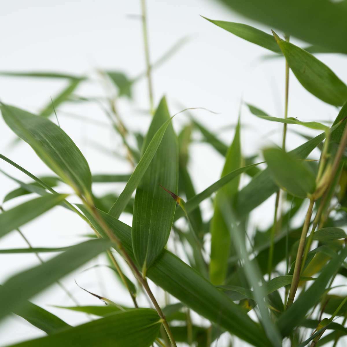 2210806_Closeup_02_SQ_c3181f0d-c867-4d62-a9ee-078b62dab512