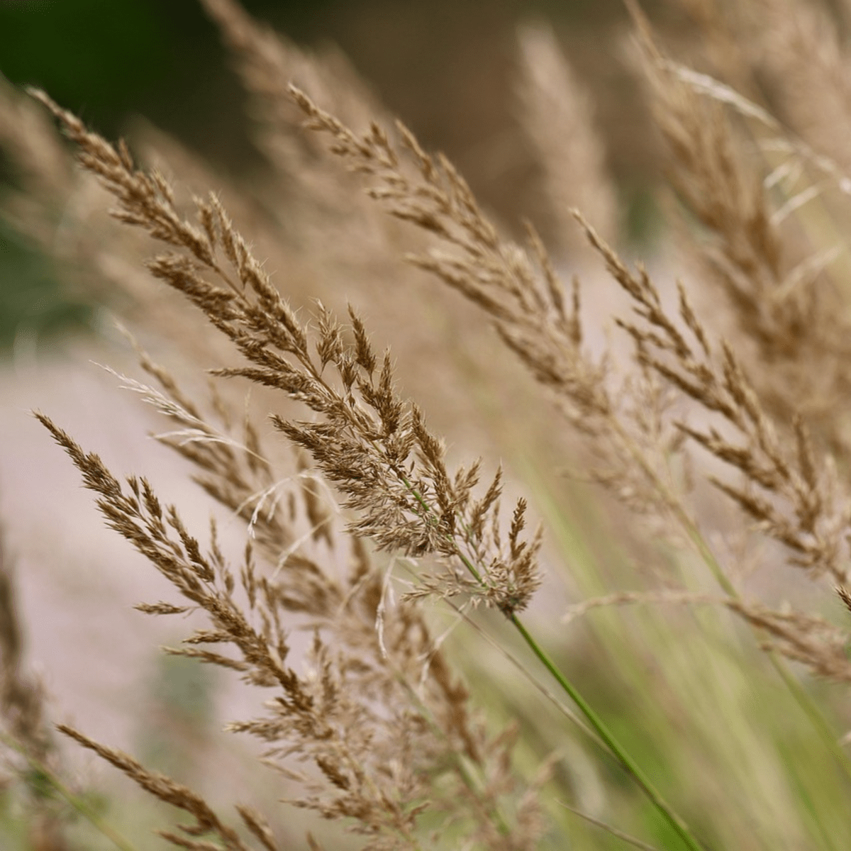 2221232_Closeup_01_SQ_7510fbf1-aea5-4454-9b43-ca3d96bfe1ef