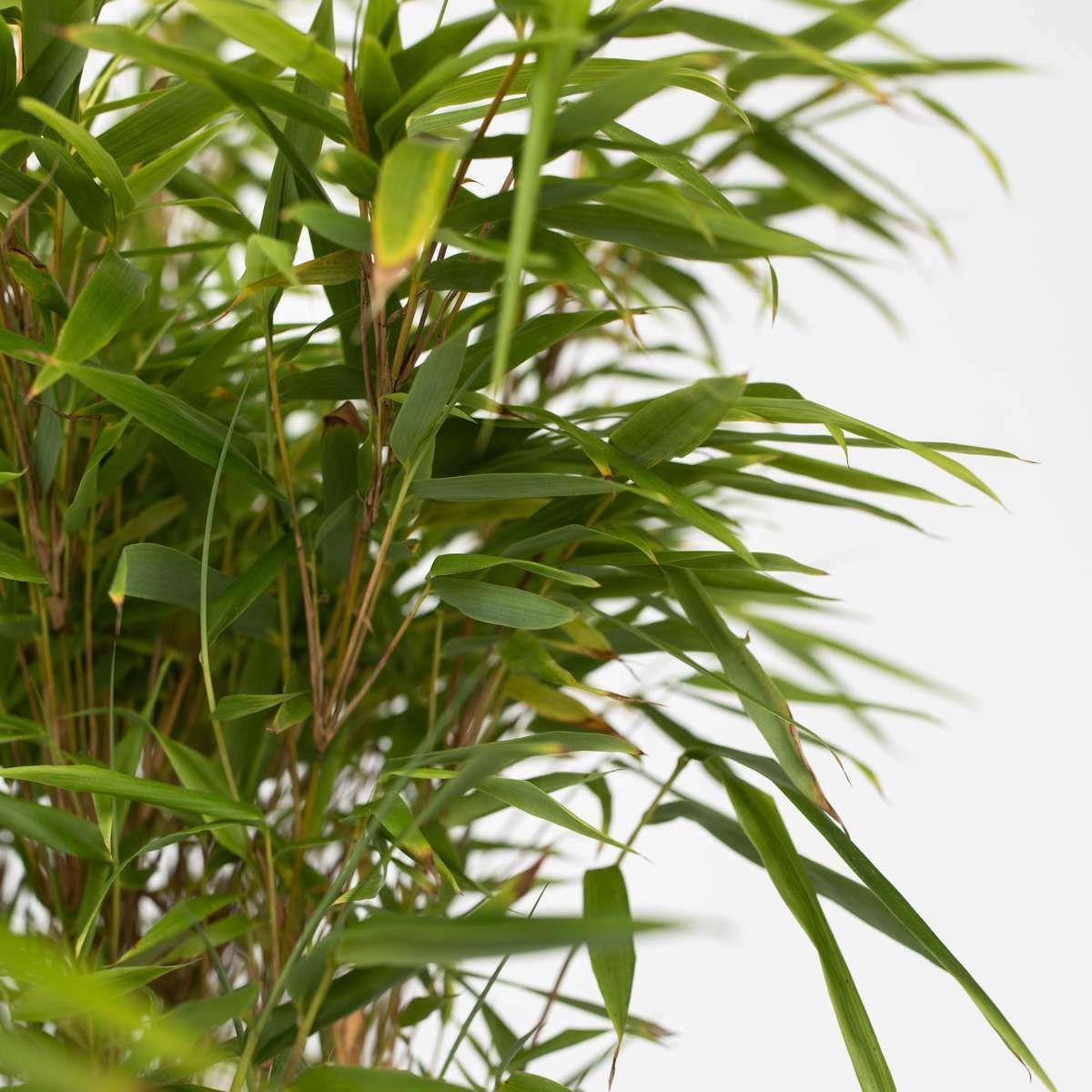 2221706_Closeup_02_SQ_b83d16ea-a10f-4107-aac6-4fe54ff6de19