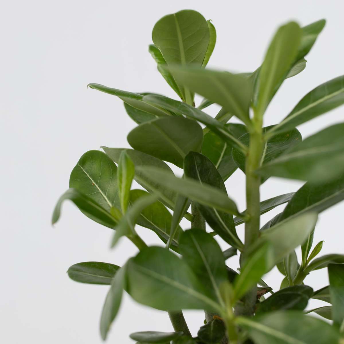 Adenium Obesum Plant - Desert Rose - Height 25-40cm