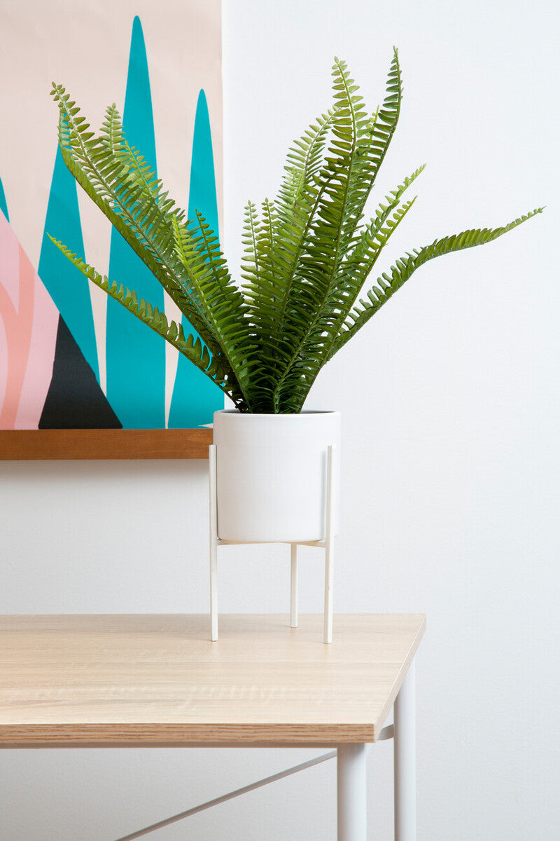 Fern in White Cement Pot on Stand | Fiori