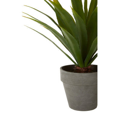 Agave Succulent in Grey Pot | Fiori